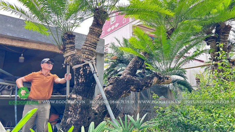 Cây cảnh ở đâu Việt Nam có chất lượng tốt nhất? EGOGREEN và hành trình trở về làng nghề 800 năm tuổi Nam Định